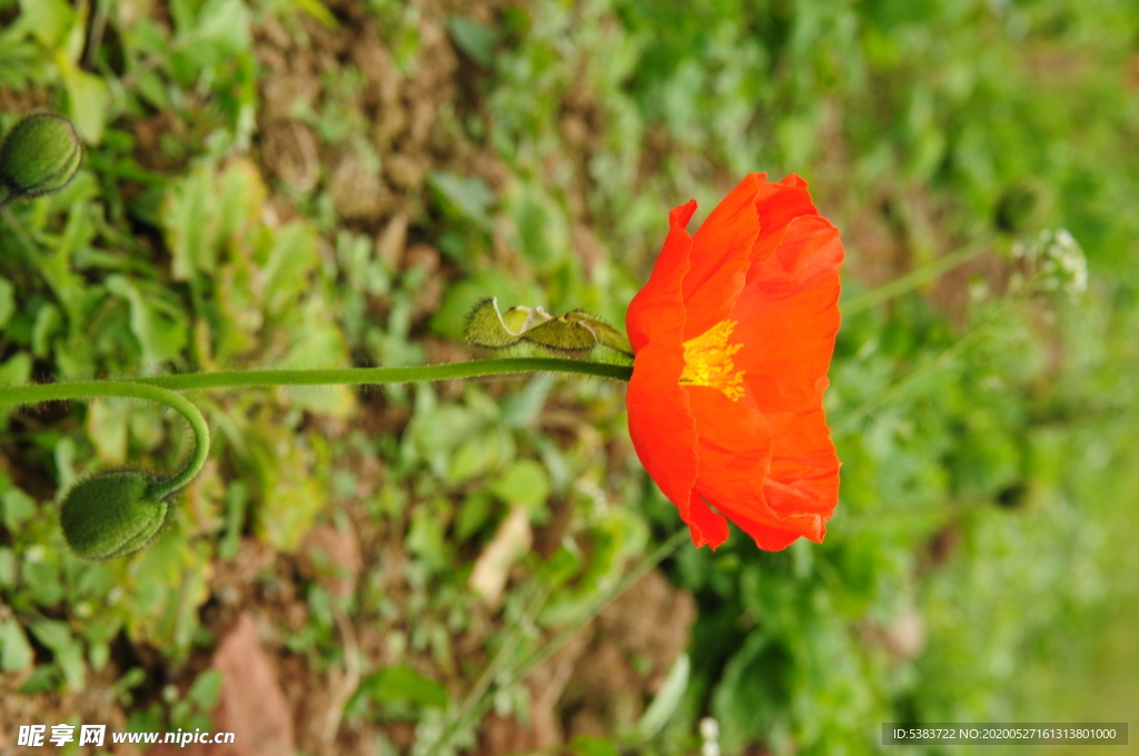 花