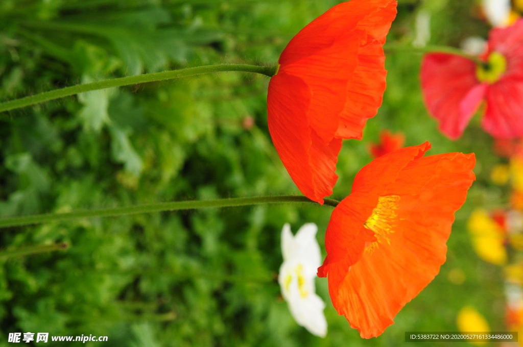 花