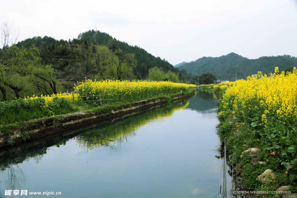 油菜花