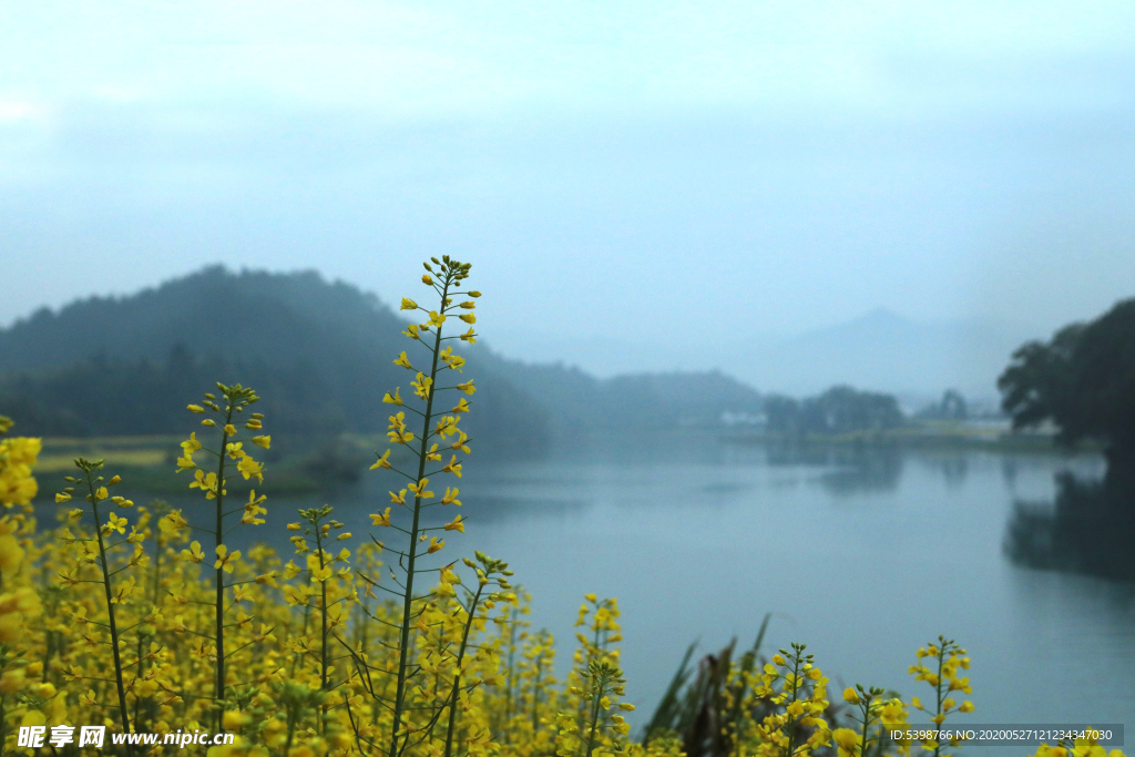 油菜花