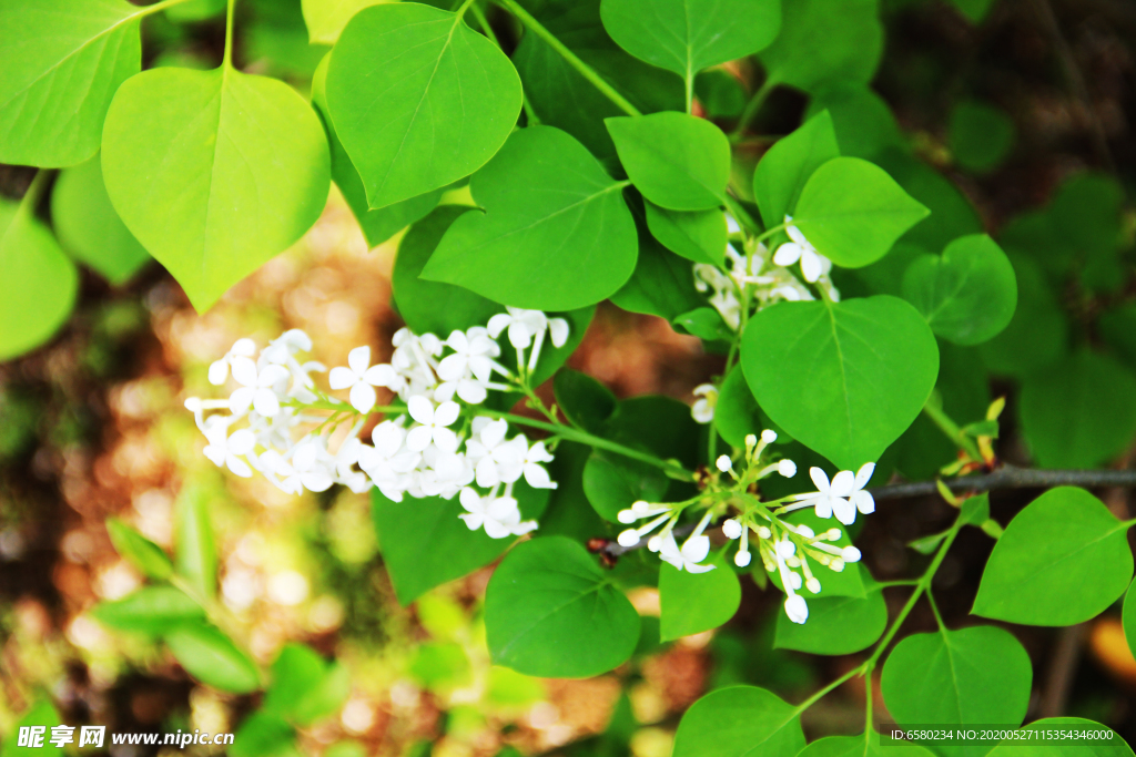 丁香花