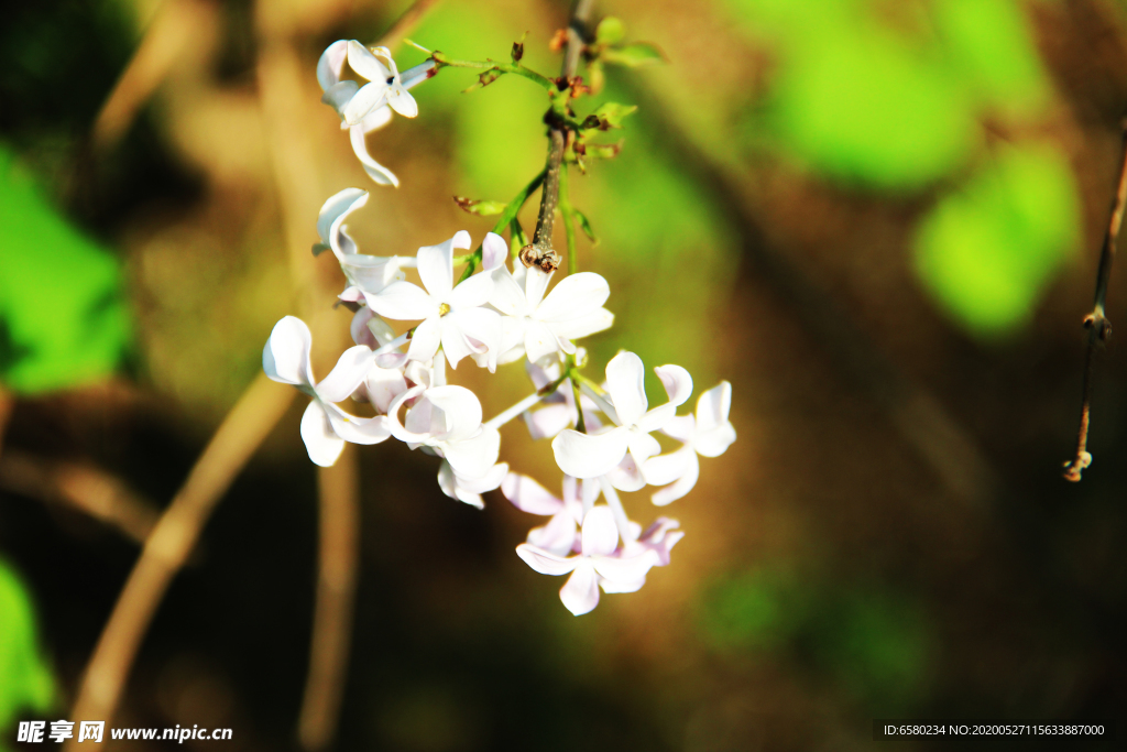 丁香花