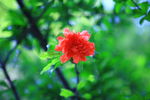 石榴花