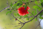 石榴花