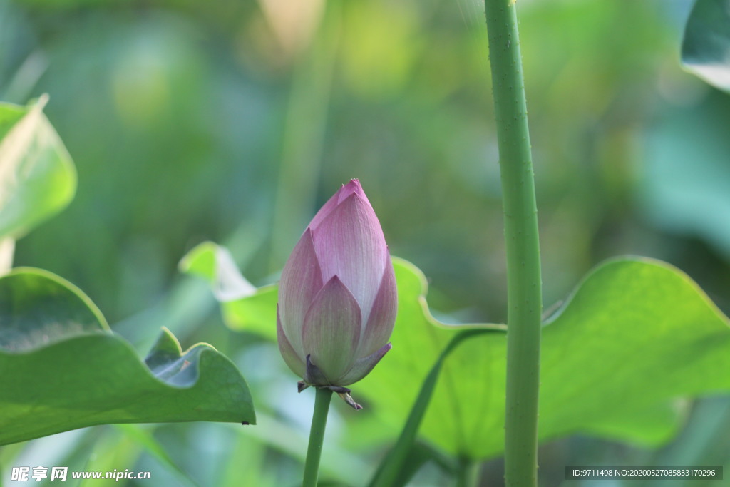 菡萏