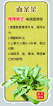 面条菜