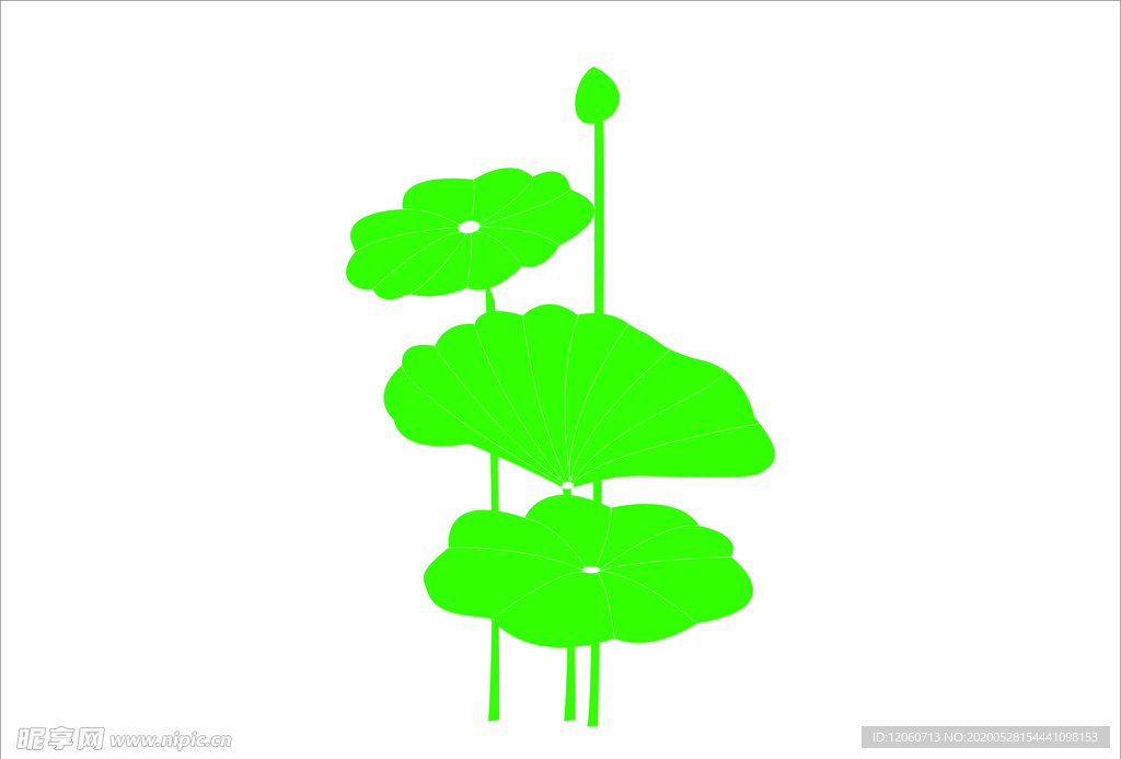 荷花