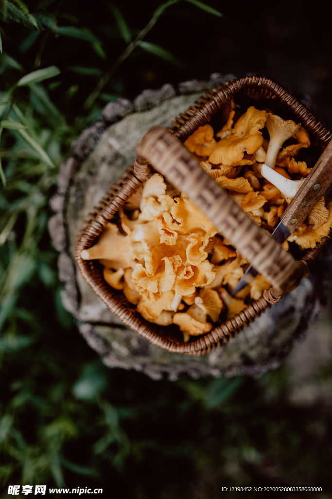 鸡油菌