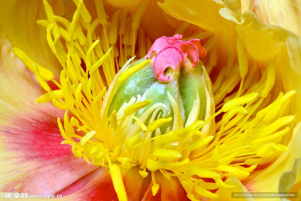 花芯