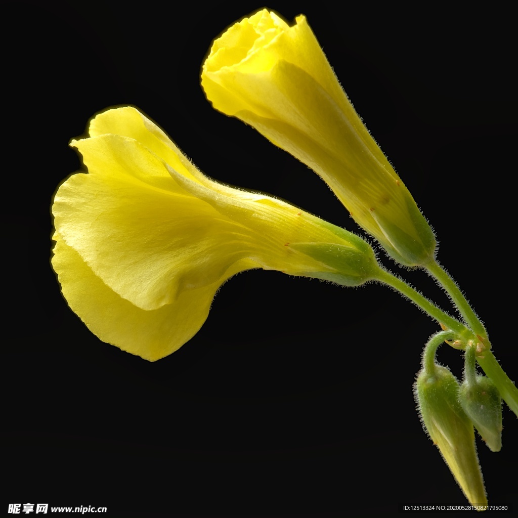 花