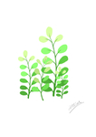 植物
