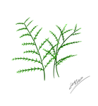 植物