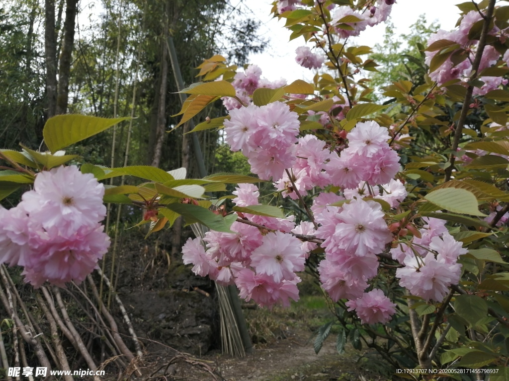 樱花