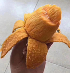 芒果