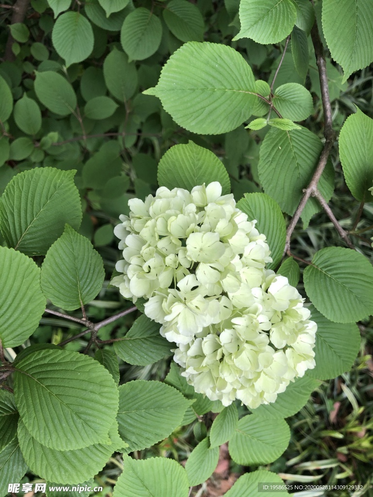 粉团 绣球花图片