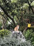 小猫