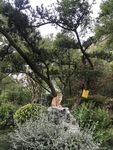 小猫