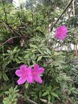 3朵粉色杜鹃红