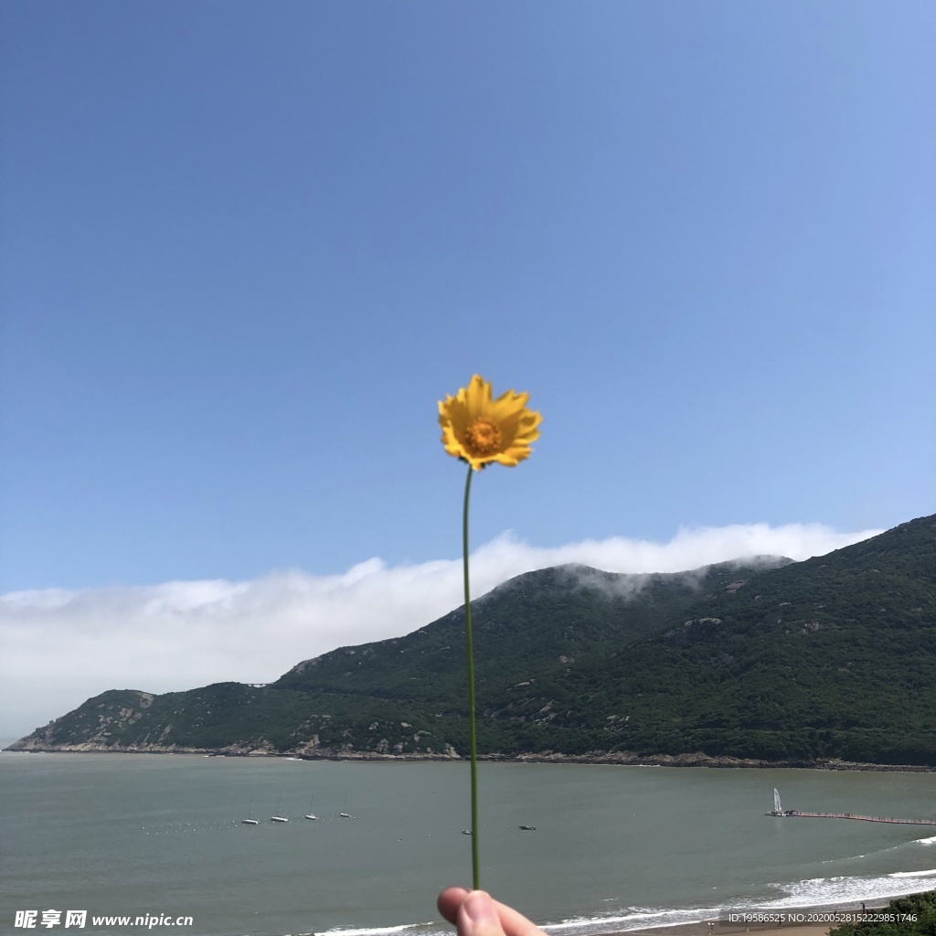 山 海景 海洋 大海 海岸 花