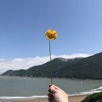 山 海景 海洋 大海 海岸 花