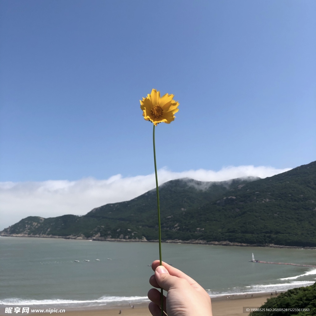 山 海景 海洋 大海 海岸 花