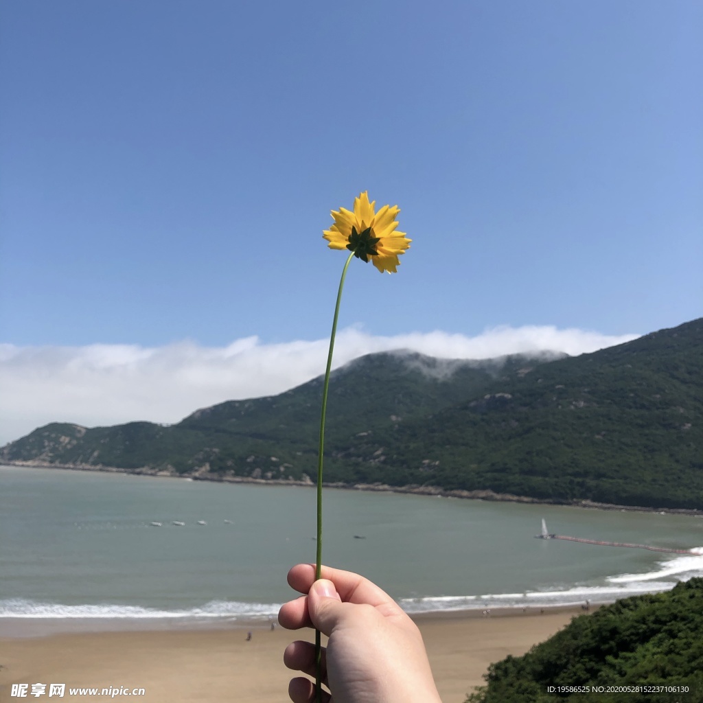 山 海景 海洋 花