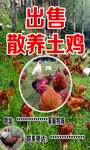 互助丹麻牧场散养土鸡
