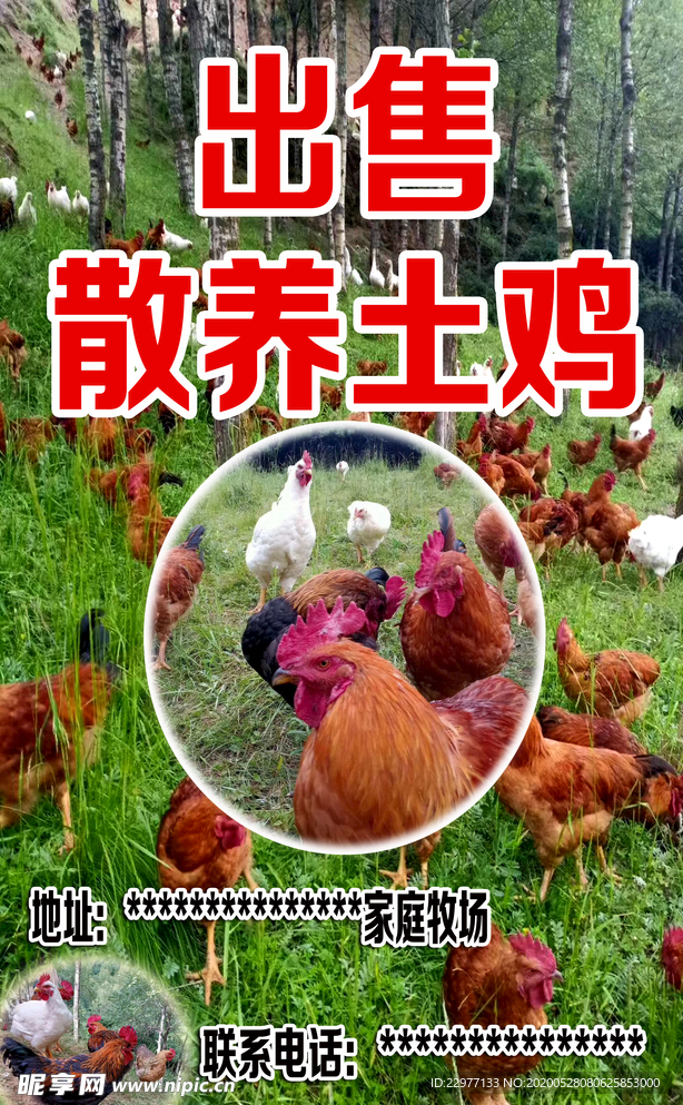 互助丹麻牧场散养土鸡