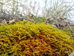 苔藓