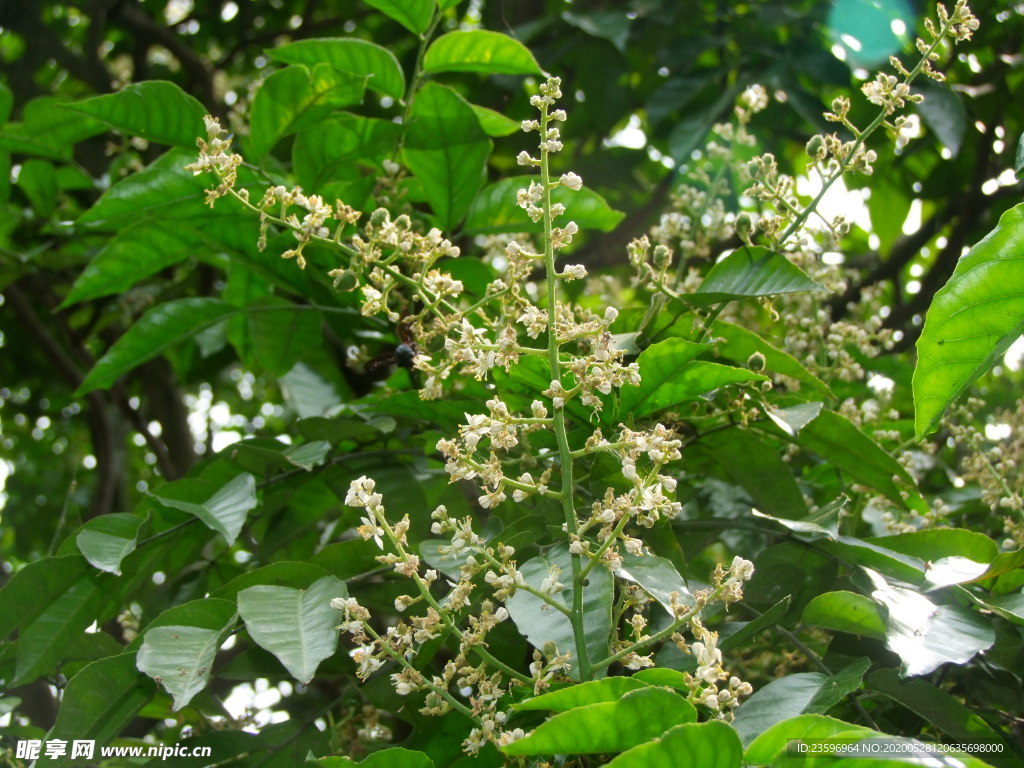 黄皮花朵