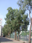 窿缘桉