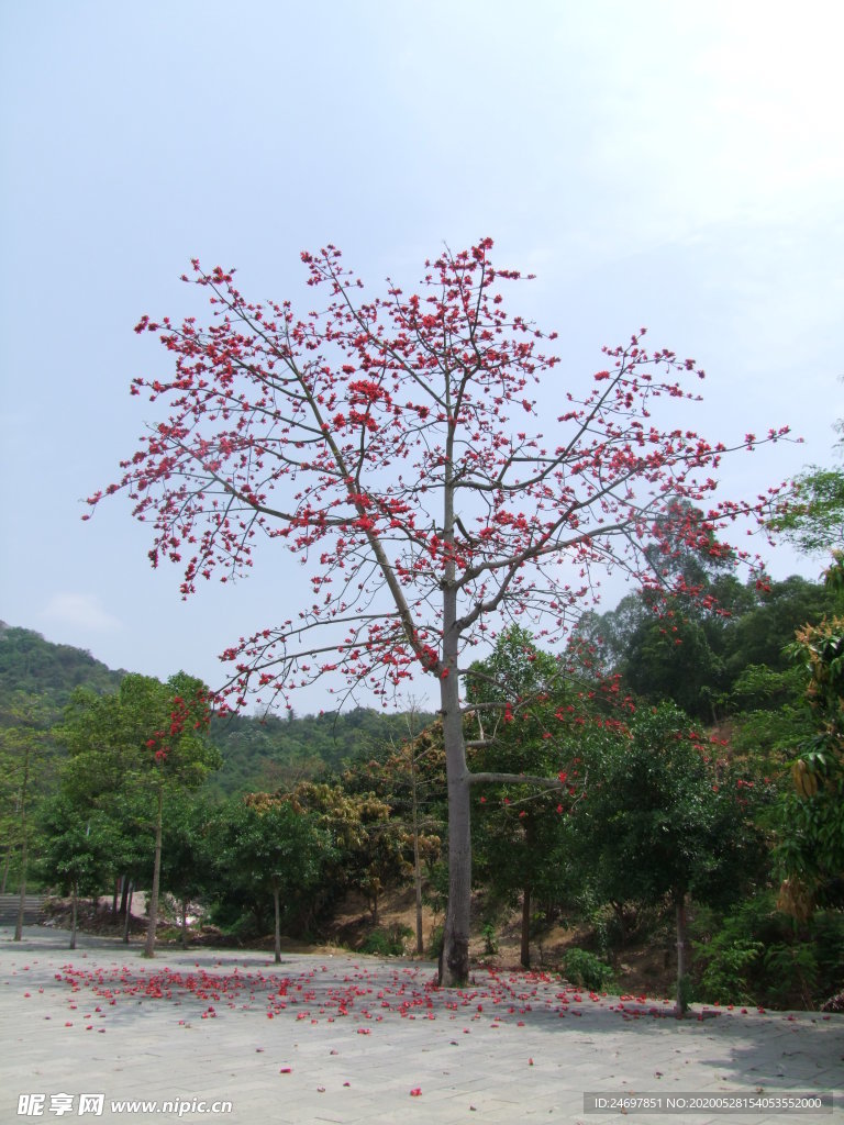 木棉树
