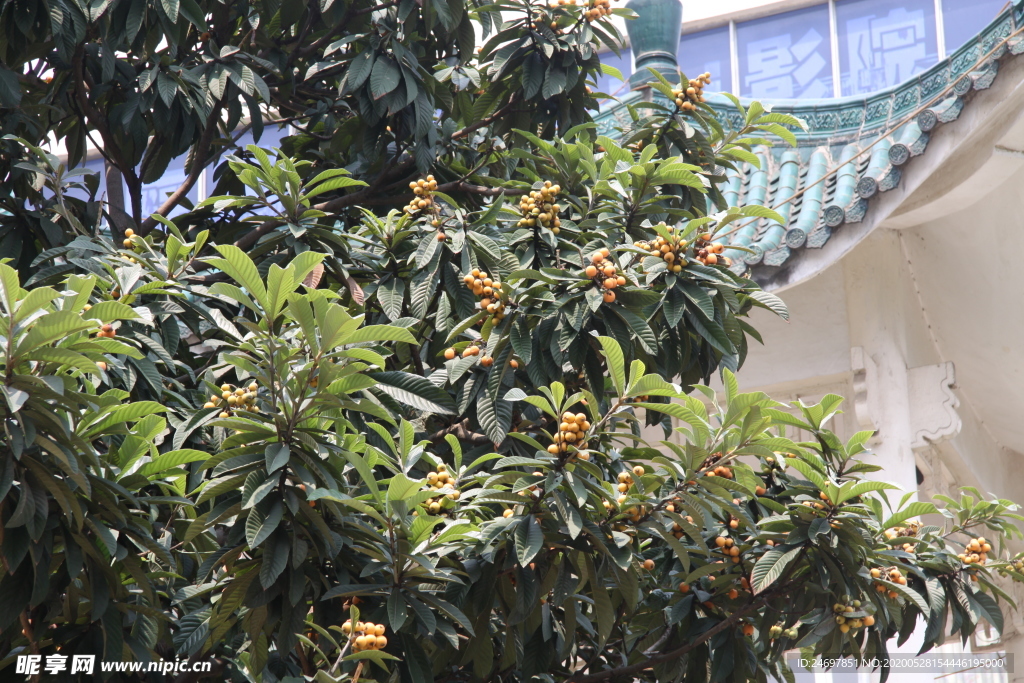 枇杷果实