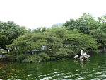 水石榕