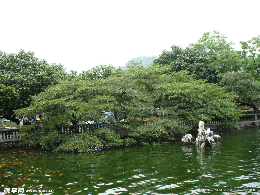 水石榕
