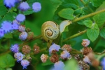 蜗牛