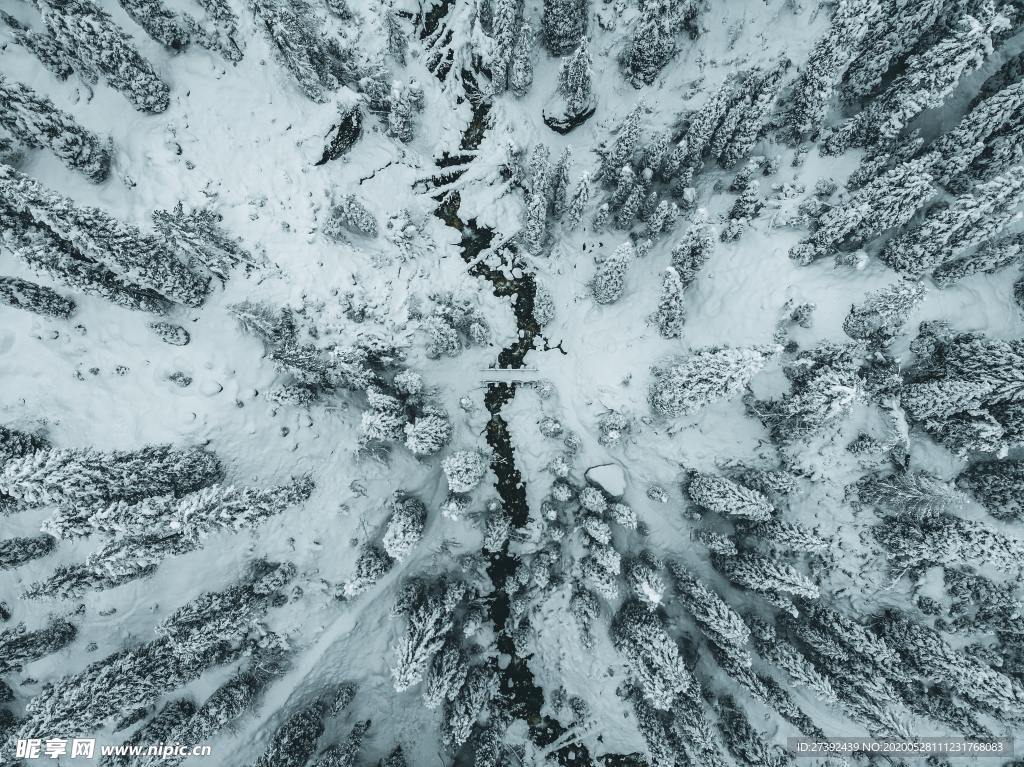 雪地丛林