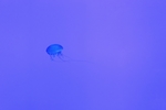 鱼