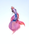 鱼