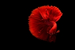 鱼
