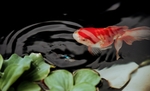 鱼