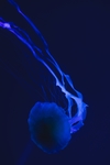 鱼