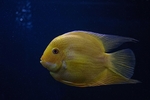 鱼