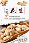 大粒花生海报
