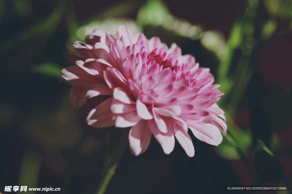 大丽花