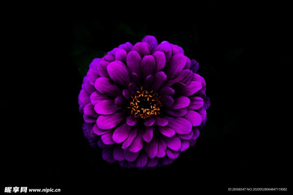 大丽花