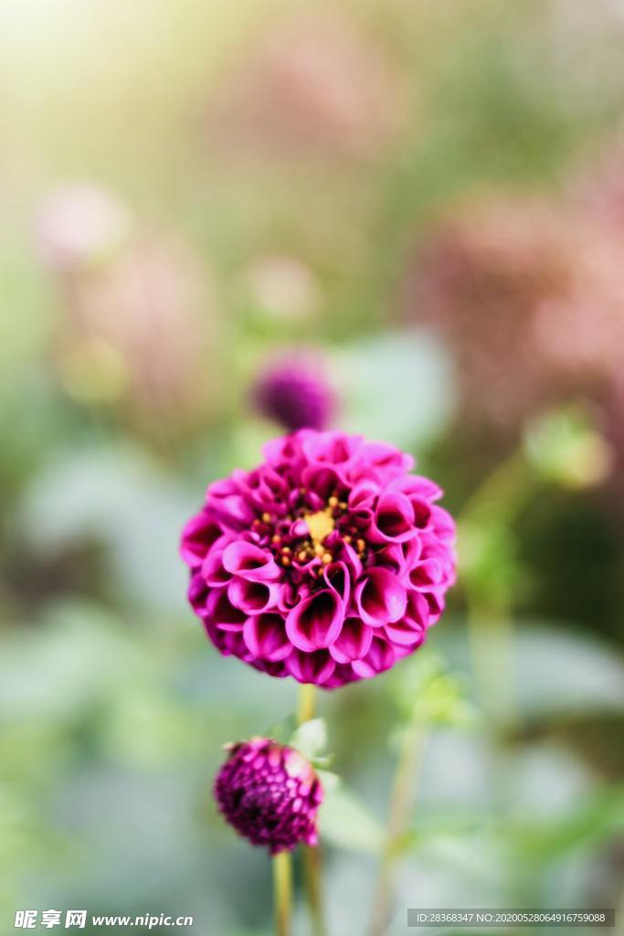 大丽花