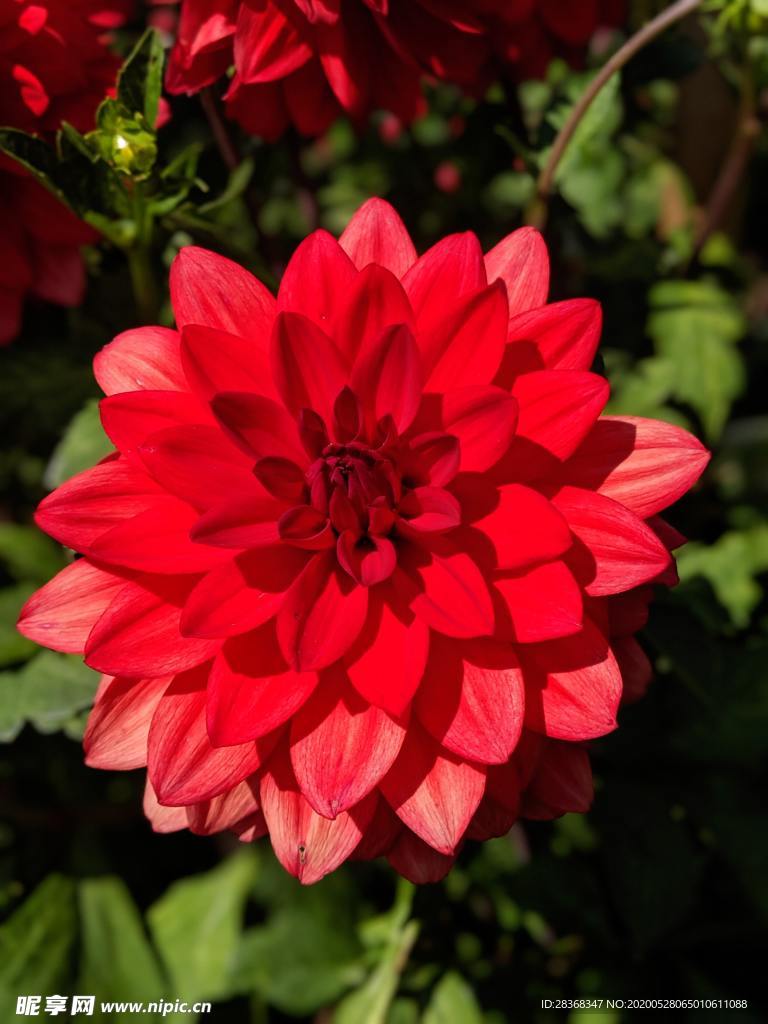 大丽花