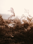野草