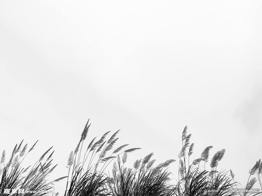 野草